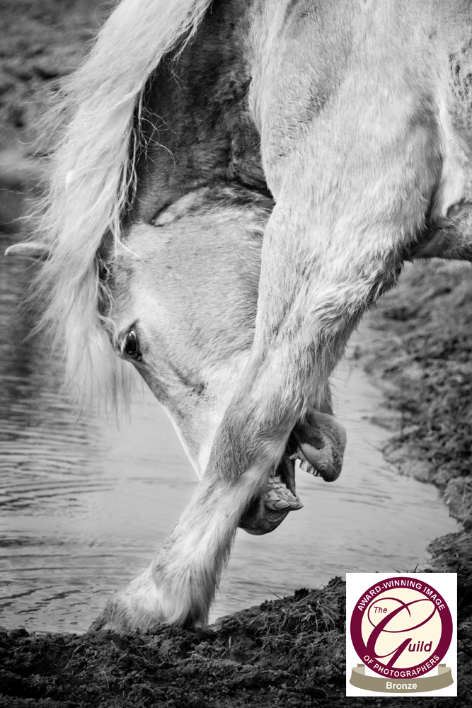 Guild of Photographers Bronze award winning images by Charlotte Bellamy Photography
